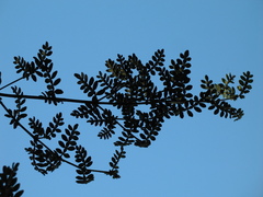 Weinmannia tomentosa