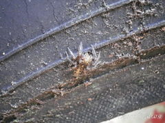 Salticidae
