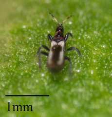 Aeolothrips kuwanaii