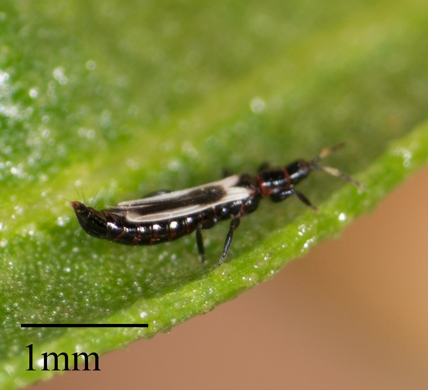 Aeolothrips kuwanaii