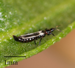 Aeolothrips kuwanaii