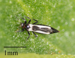 Aeolothrips kuwanaii