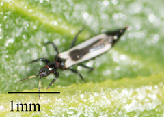 Aeolothrips kuwanaii
