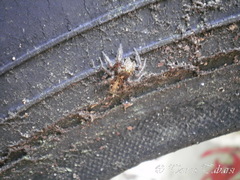 Salticidae