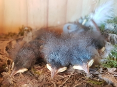 Phoenicurus ochruros