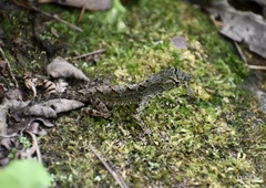 Anolis allogus