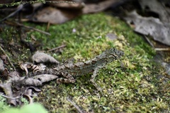 Anolis allogus