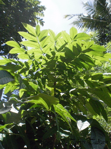 Big-leaf Mahogany (Swietenia macrophylla) · iNaturalist