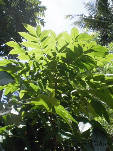 Swietenia mahagoni