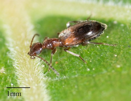 Anthicidae
