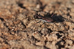 Parvindela celeripes