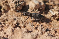 Parvindela celeripes