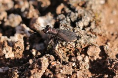 Parvindela celeripes