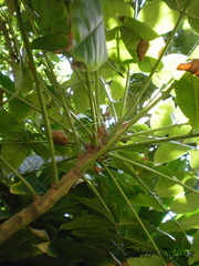 Swietenia macrophylla