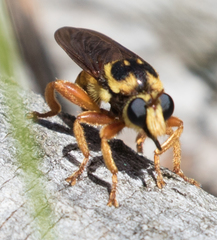 Laphria saffrana
