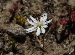 Stellaria gracilenta