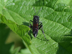 Macrophya annulata