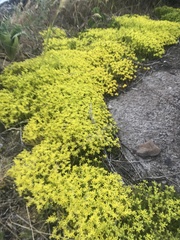 Sedum acre