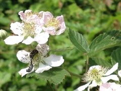 Hoshihananomia octopunctata