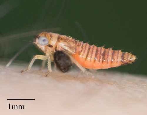 Dryinidae