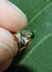 Tabanus pallidescens