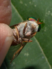Tabanus pallidescens