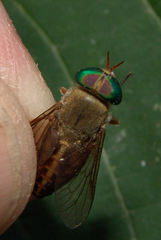 Tabanus pallidescens