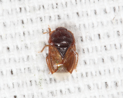 Amnestus pallidus