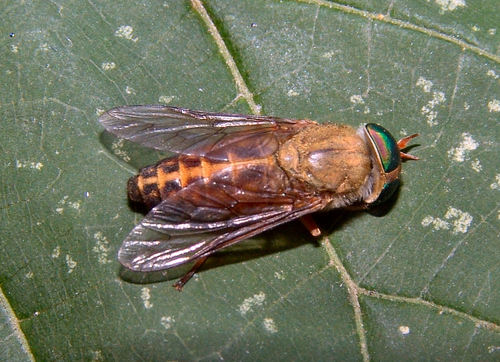 Tabanus pallidescens photo 2