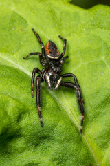 Phidippus clarus