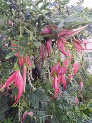 Clianthus