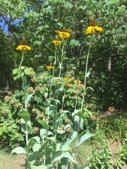 Rudbeckia maxima