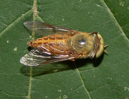 Tabanus pallidescens