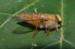 Tabanus pallidescens
