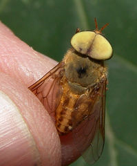 Tabanus pallidescens