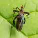 Rhamphomyia - Photo (c) Kevin,  זכויות יוצרים חלקיות (CC BY-NC), הועלה על ידי Kevin