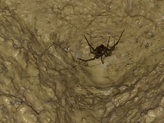 Steatoda nobilis