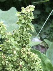 Rumex confertus
