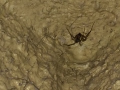 Steatoda nobilis