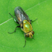 Isomyia prasina - Photo (c) Paul B.,  זכויות יוצרים חלקיות (CC BY-NC-ND), הועלה על ידי Paul B.
