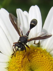 Physocephala marginata