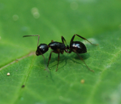 Camponotus nipponensis