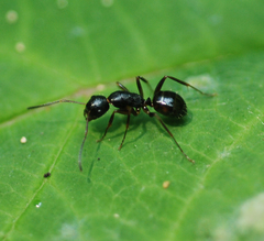 Camponotus nipponensis