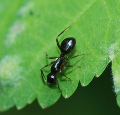 Camponotus nipponensis