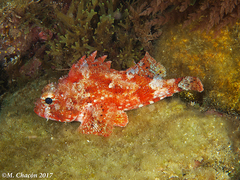 Scorpaena notata