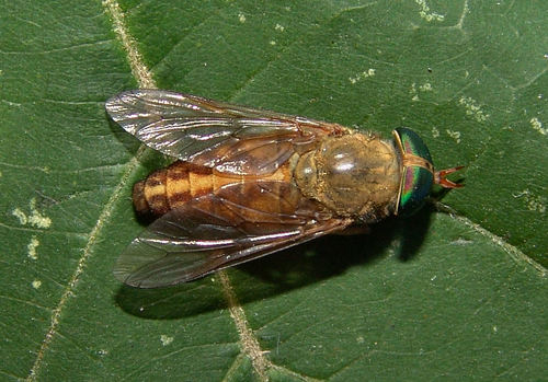 Tabanus pallidescens photo 3
