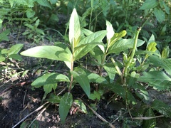 Lysimachia thyrsiflora