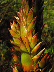 Tillandsia pastensis
