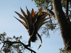 Tillandsia clavigera