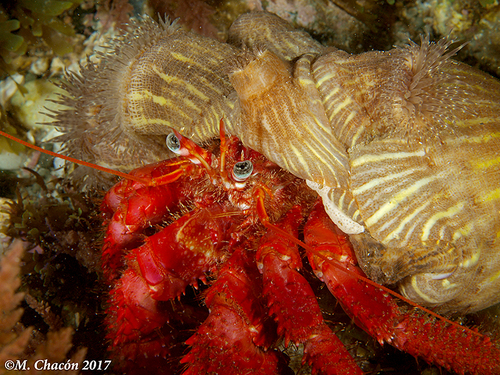 Red Hermit Crab, photo 3 of 10